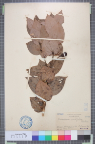 Specimen thumbnail
